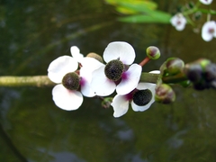 Sagittaria sagittifolia