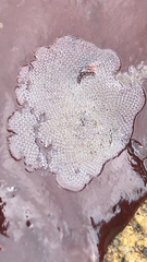 Membranipora membranacea