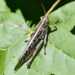 Schistocerca americana