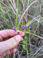 Vernonia blodgettii
