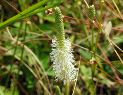 Sanguisorba canadensis
