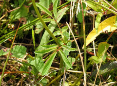 Sanguisorba canadensis