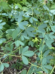 Baptisia