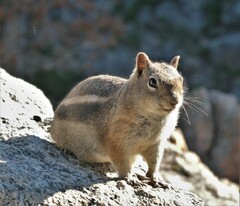 Callospermophilus lateralis