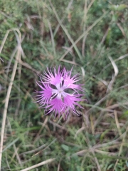 Dianthus
