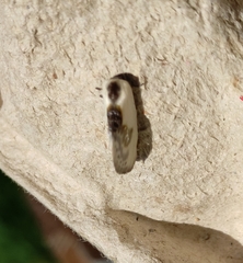 Cilix glaucata