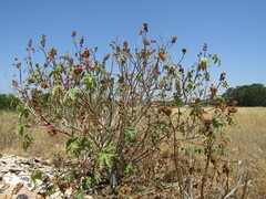 Ricinus communis
