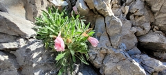 Oenothera cespitosa