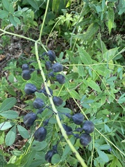 Baptisia