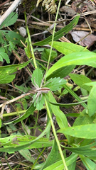 Pisaurina mira