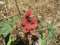 Ricinus communis