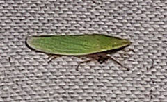 Draeculacephala antica