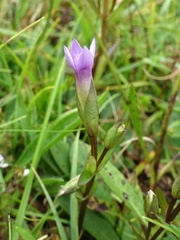 Gentianella campestris