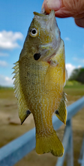 Lepomis cyanellus