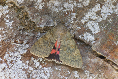 Catocala elocata
