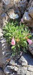 Oenothera cespitosa