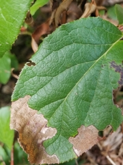 Cameraria gaultheriella