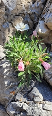 Oenothera cespitosa