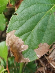 Cameraria gaultheriella