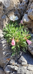 Oenothera cespitosa