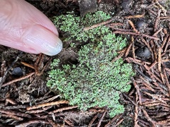 Cladonia peziziformis