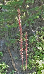 Pterospora andromedea