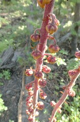 Pterospora andromedea