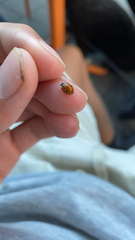 Adalia bipunctata