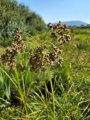 Scirpus cyperinus