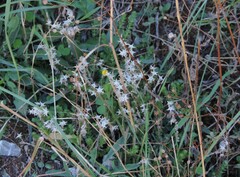 Sedum acre