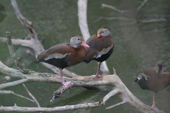 Dendrocygna autumnalis