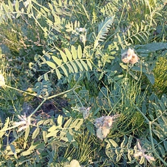 Astragalus cicer