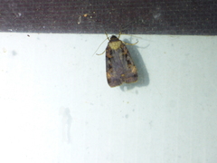 Pseudohermonassa bicarnea