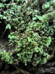 Cladonia peziziformis