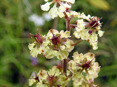 Veratrum hybridum
