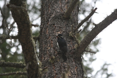 Sphyrapicus thyroideus