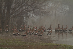 Dendrocygna autumnalis