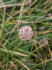 Trifolium fragiferum