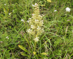 Veratrum hybridum
