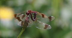 Sympetrum pedemontanum