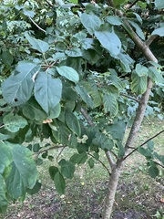 Malus domestica