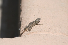 Sceloporus cowlesi