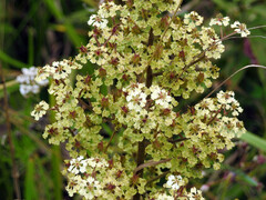 Veratrum hybridum
