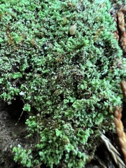 Cladonia peziziformis