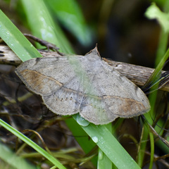 Anticarsia gemmatalis
