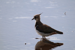 Vanellus vanellus