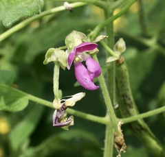 Phaseolus polystachios