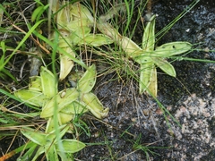 Pinguicula