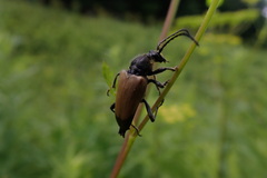 Trigonarthris subpubescens