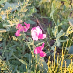 Lathyrus tuberosus